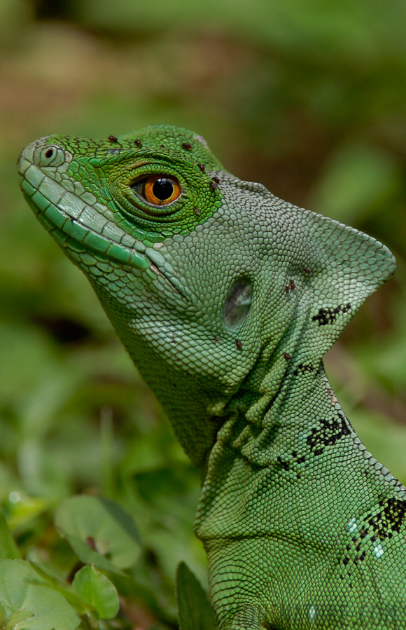 Basiliscus plumifrons [400 mm, 1/160 Sek. bei f / 5.6, ISO 250]